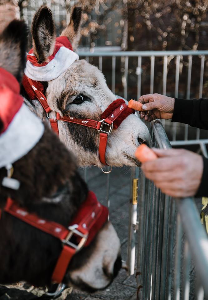 Some people giving carrots to donkeys.